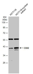 CDX2 antibody