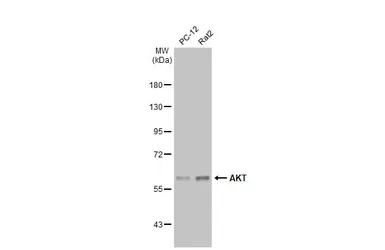 AKT antibody [N3C2], Internal