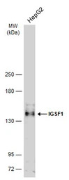 IGSF1 antibody [C1C2], Interna