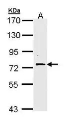 FAF1 antibody [C1C3]