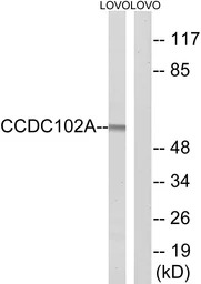 CCDC102A antibody