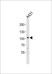 COL6A1 antibody, C-term
