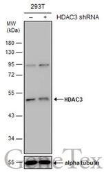 HDAC3 antibody