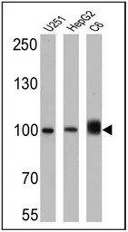 Importin beta 1 antibody [3E9]