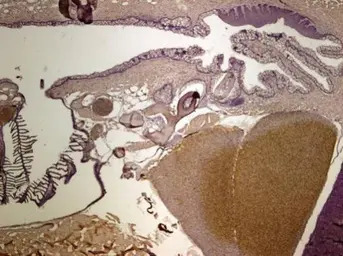 RPSA antibody [N2C3]