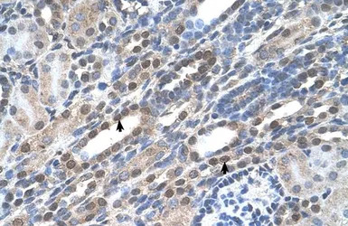 NOLC1 antibody, C-term