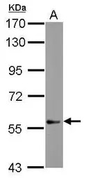 DEAF1 antibody [N2C2], Interna