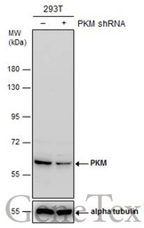 PKM antibody