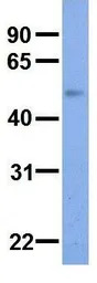 SLC37A4 antibody, Internal