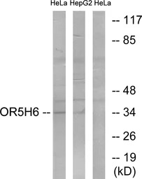 OR5H6 antibody