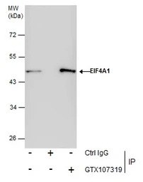 EIF4A1 antibody