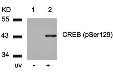 CREB (phospho Ser129) antibody