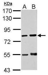RED antibody [N1], N-term