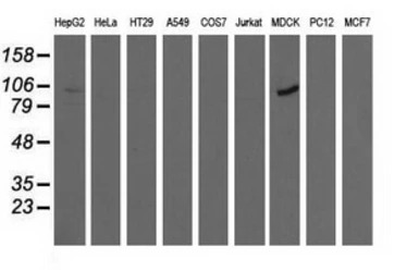 ALDH1L1 antibody [6A10]