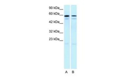 5-HT2C receptor antibody, N-te