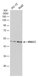 HDAC3 antibody [C3], C-term