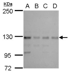 CTR9 antibody [N1N2], N-term