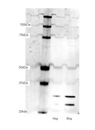 mtTFA antibody, N-term