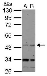 CHRFAM7A antibody [N1N3]