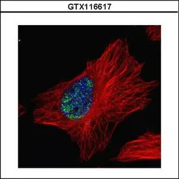 Myoneurin antibody