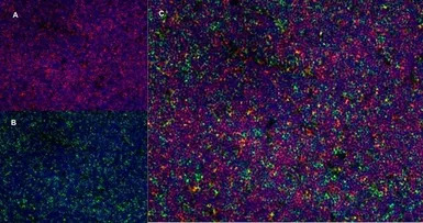 CD4 antibody [OX-35]