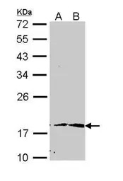 PIN1 antibody [N1C3-2]