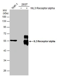 IL3 Receptor alpha antibody [N