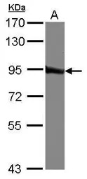 QARS antibody [N3C2], Internal
