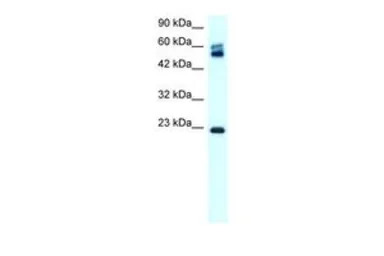 Claudin 8 antibody, C-term
