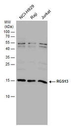 RGS13 antibody [N1C3]
