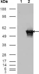 GABPA antibody [8C1B10]