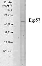 ERp57 antibody [MaP.Erp57]