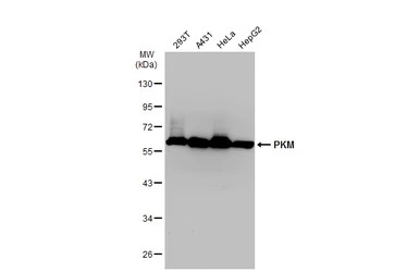 PKM antibody