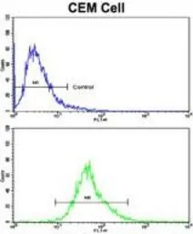 CD94 antibody, N-term