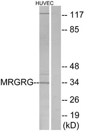 MRGPRG antibody