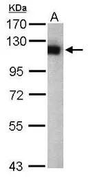 USP5 antibody [C1C3]