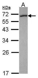 FMO5 antibody [N1N3]