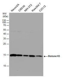 Histone H3 antibody