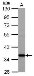 AMD1 antibody
