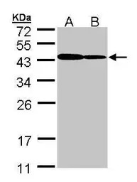 ART5 antibody [N1C3]