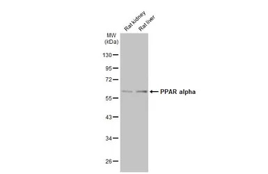 PPAR alpha antibody