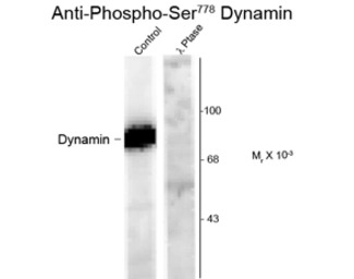 Dynamin 1 (phospho Ser778) ant