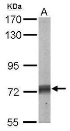 SHP2 antibody