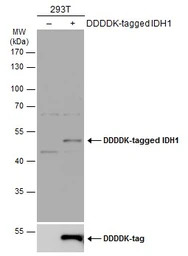 IDH1 antibody