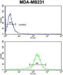 PEA15 antibody, C-term