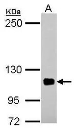 EPLIN antibody [N1N2], N-term