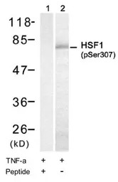 HSF1 (phospho Ser307) antibody