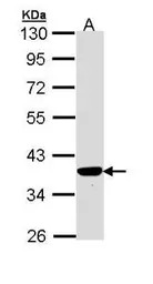 PIG3 antibody [N1C3]