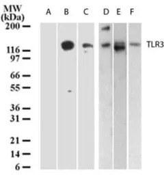 TLR3 antibody [40C1285.6]