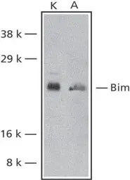 Bim antibody